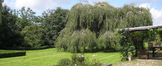 Magistrale boom in de achtertuin